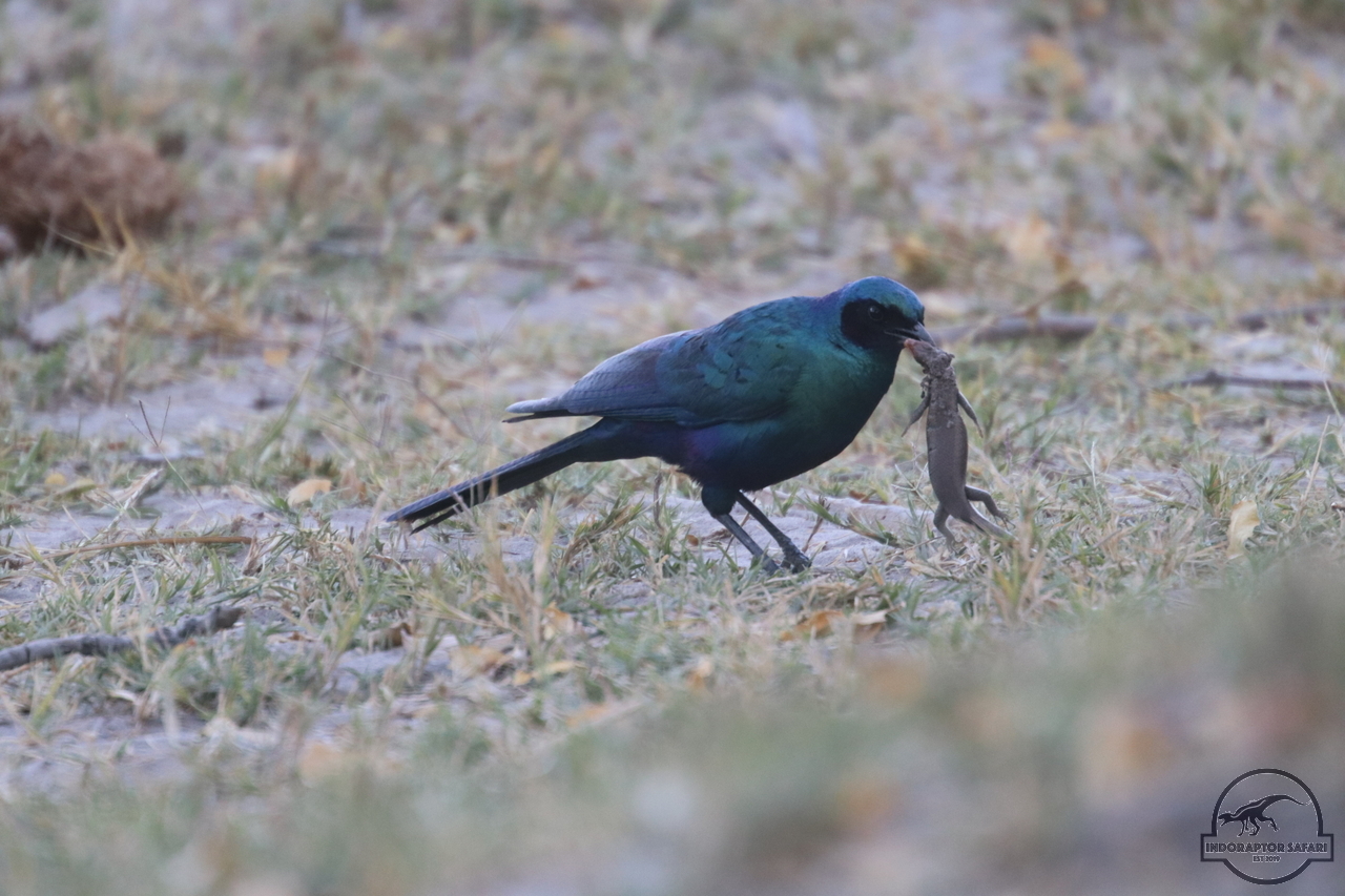 [289] 2019_06_24_10_12_06_Africa_Canon_EOS_77D_IMG__00107.jpg