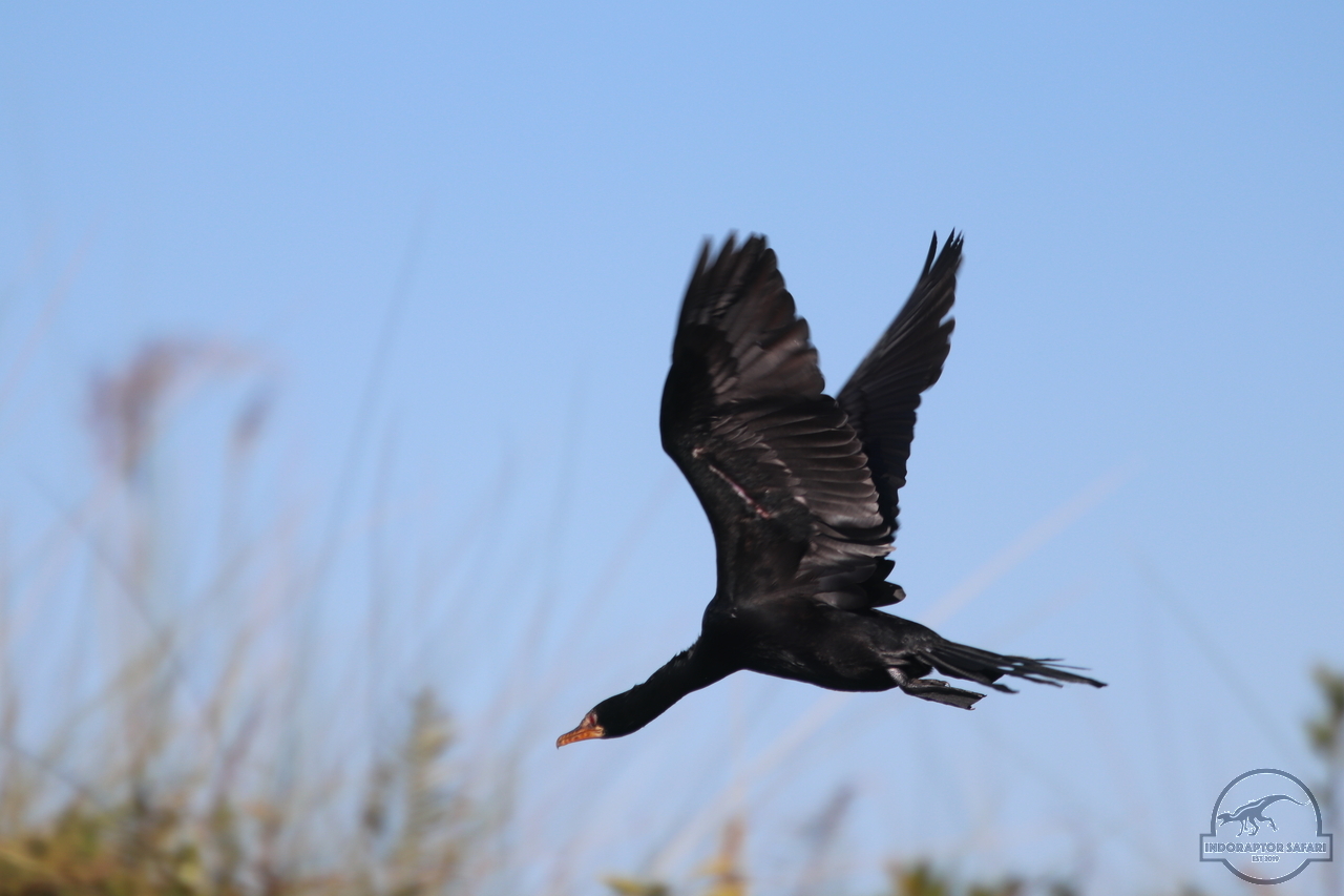 [301] 2019_06_21_14_55_28_Africa_Canon_EOS_77D_IMG_0749_00111.jpg
