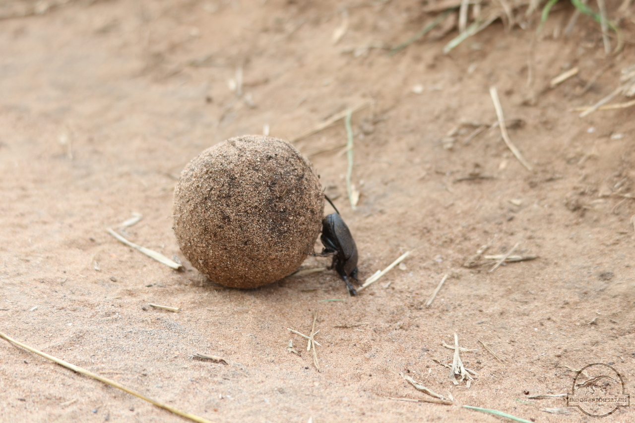 [306] 2019_07_01_15_32_09_Africa_Canon_EOS_77D_IMG_2895_00021.jpg
