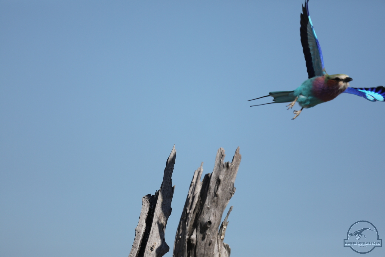[330] 2019_06_20_14_51_23_Africa_Canon_EOS_5D_Mark_IV_IMG_0001116_00029.jpg