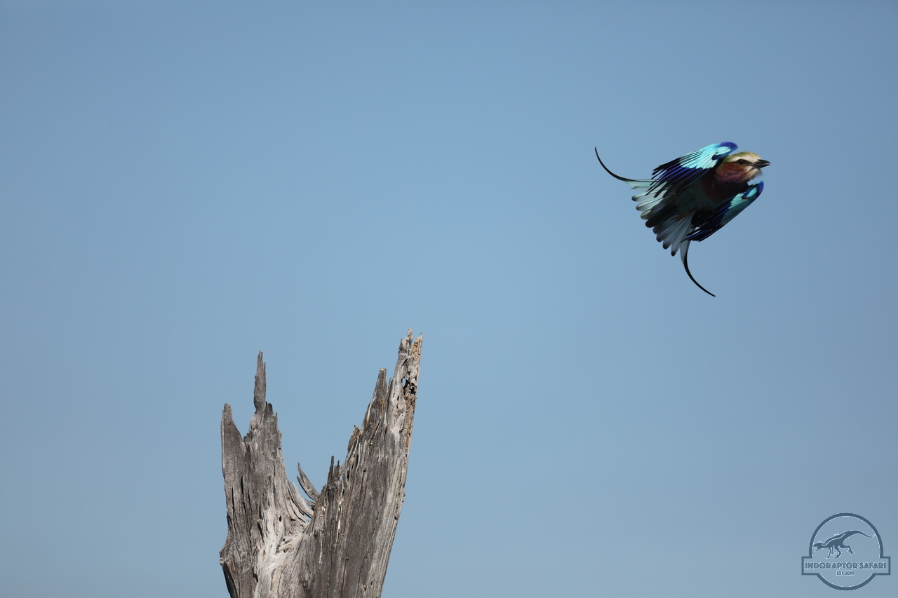 [338] 2019_06_20_14_52_56_Africa_Canon_EOS_5D_Mark_IV_IMG_0001125_00007.jpg