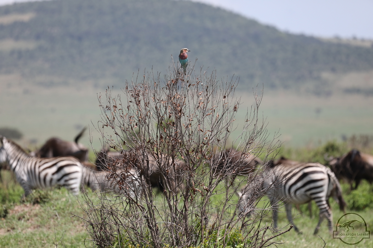 [346] 2019_07_03_15_53_53_Africa_Canon_EOS_5D_Mark_IV_IMG_0013871_00125.jpg
