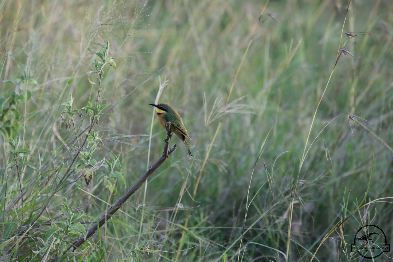 [352] 2019_07_03_22_08_23_Africa_Canon_EOS_5D_Mark_IV_IMG_0014772_00128.jpg