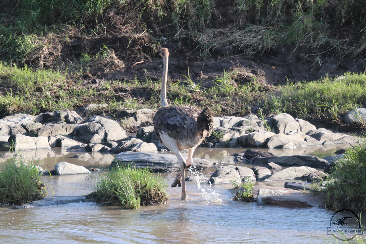 [373] 2019_07_01_06_56_46_Africa_Canon_EOS_77D_IMG_2421_00135.jpg