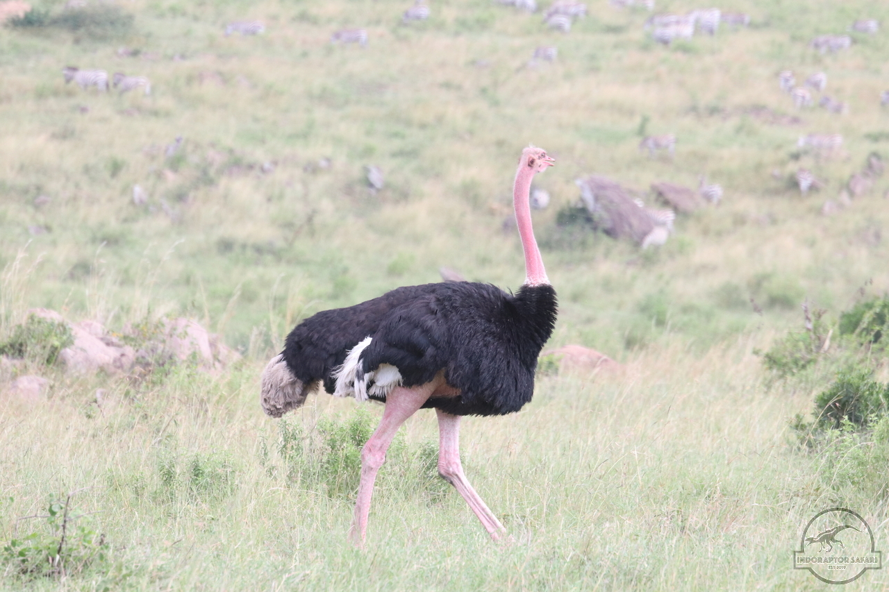 [378] 2019_07_01_15_21_51_Africa_Canon_EOS_77D_IMG_2870_00045.jpg