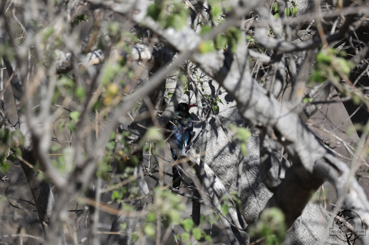 [390] 2019_06_21_14_08_02_Africa_Canon_EOS_5D_Mark_IV_IMG_0003726_00049.jpg