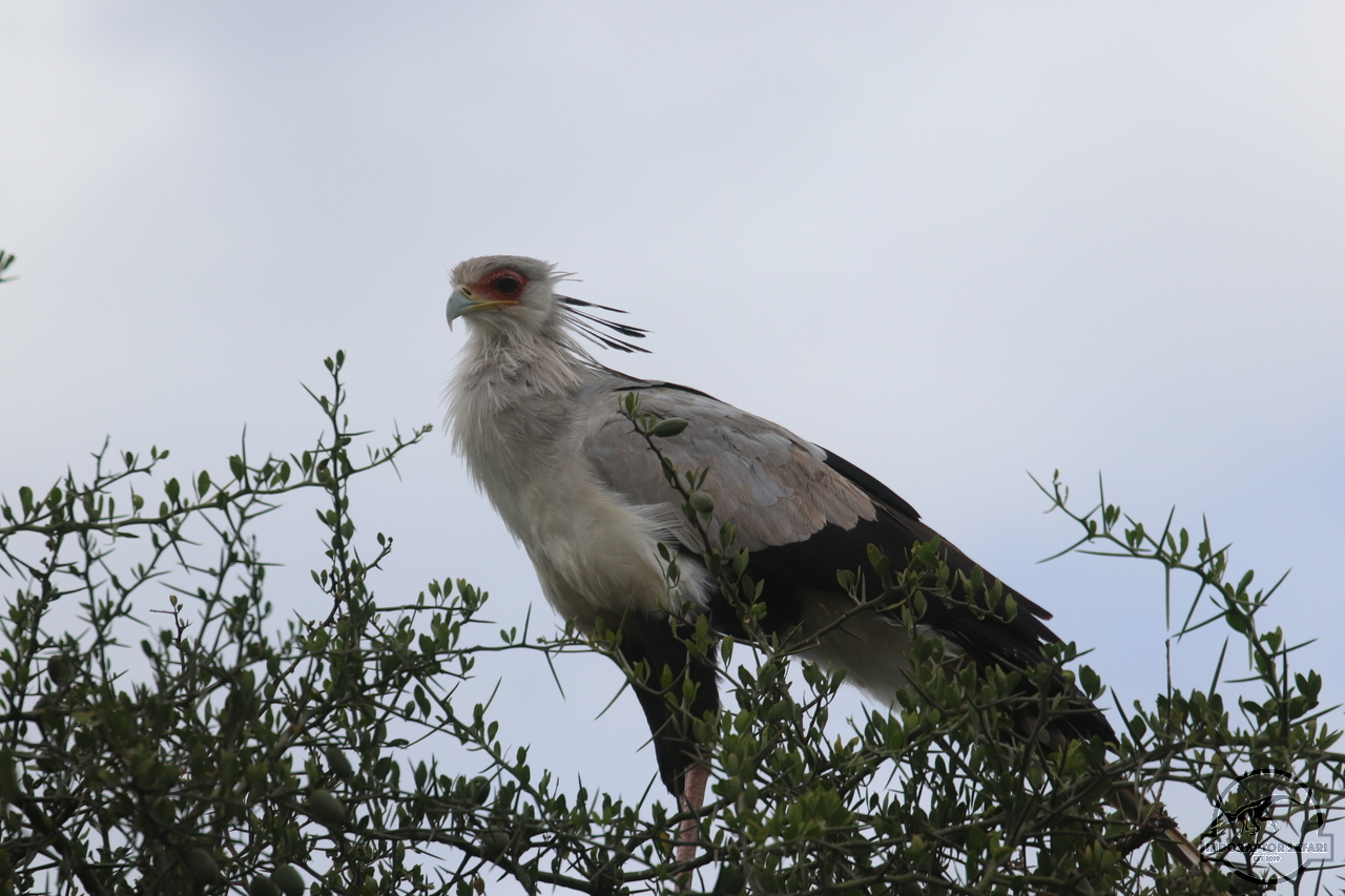 [403] 2019_07_04_08_21_01_Africa_Canon_EOS_77D_IMG_3973_00145.jpg