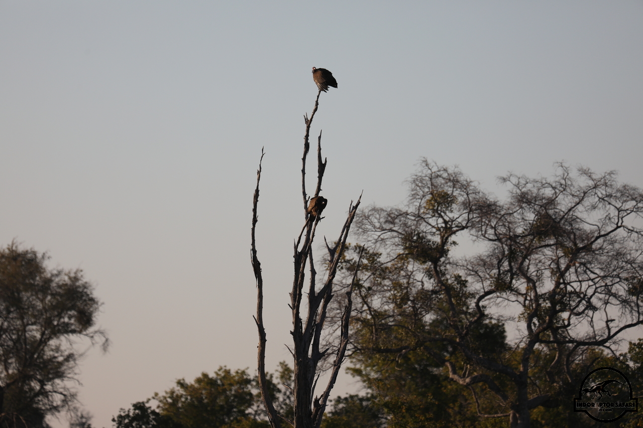 [438] 2019_06_20_12_42_05_Africa_Canon_EOS_5D_Mark_IV_IMG_0000810_00065.jpg
