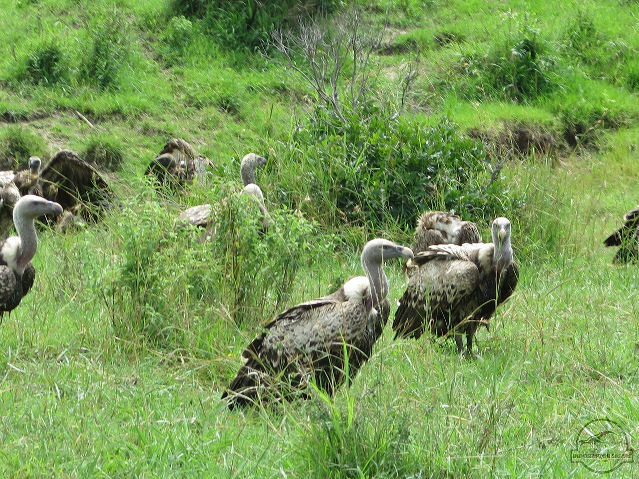 [455] 2019_07_02_05_26_29_Africa_Canon_PowerShot_G16_IMG_0086_00006.jpg