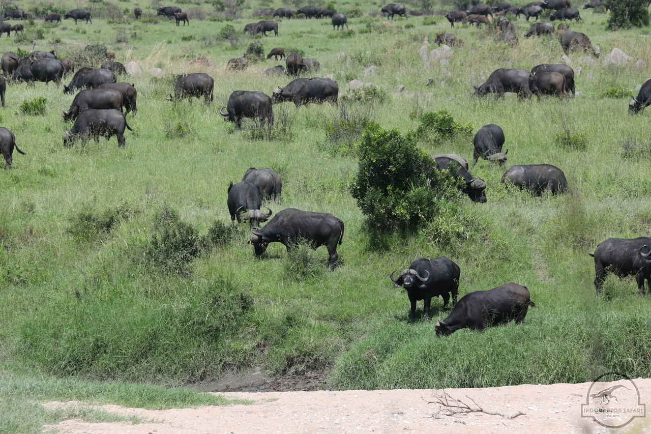 [495] 2019_07_03_16_22_00_Africa_Canon_EOS_5D_Mark_IV_IMG_0013969_00004.jpg