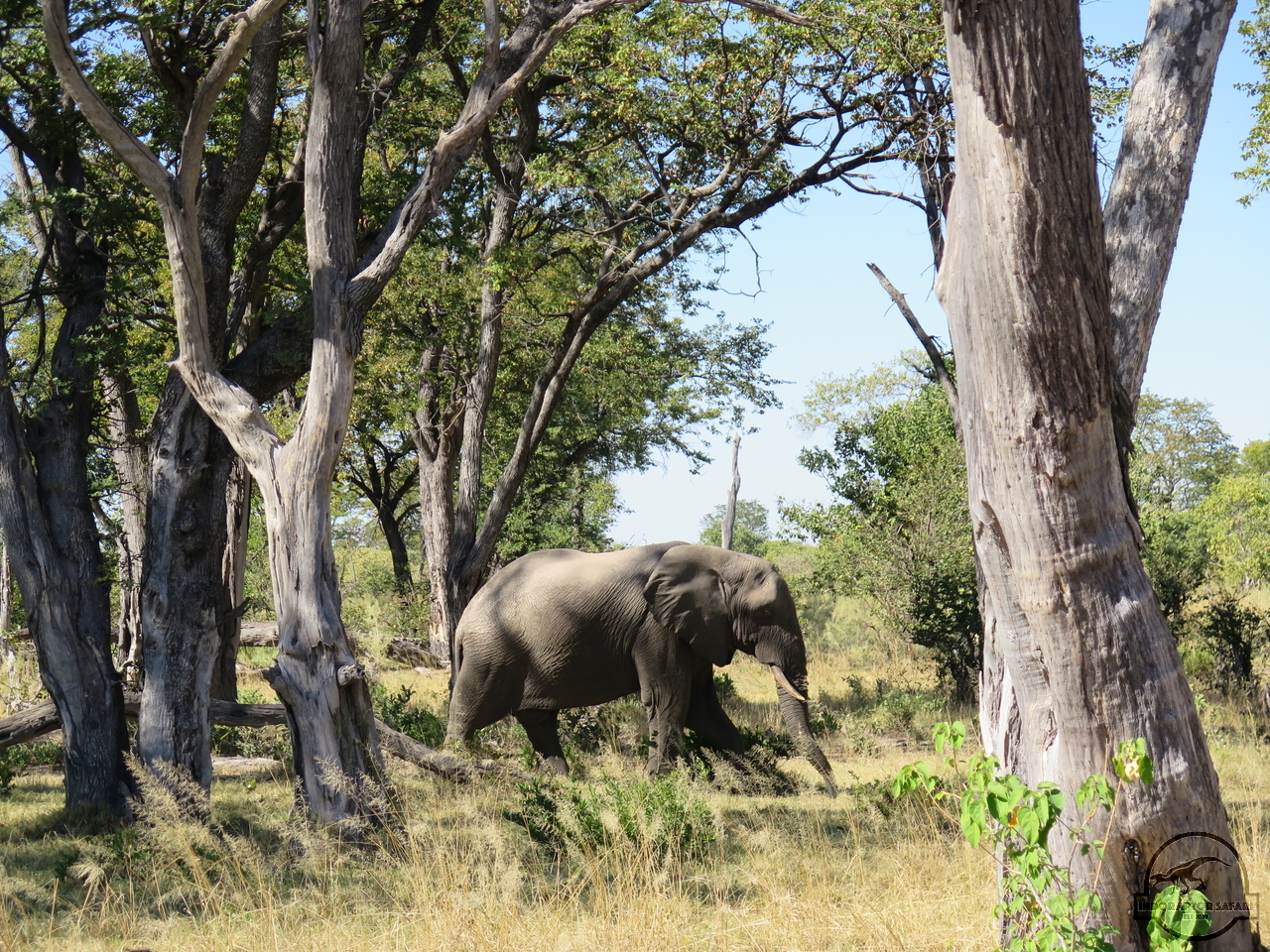 [526] 2019_06_19_08_21_51_Africa_Canon_PowerShot_G16_IMG_0003_00216.jpg