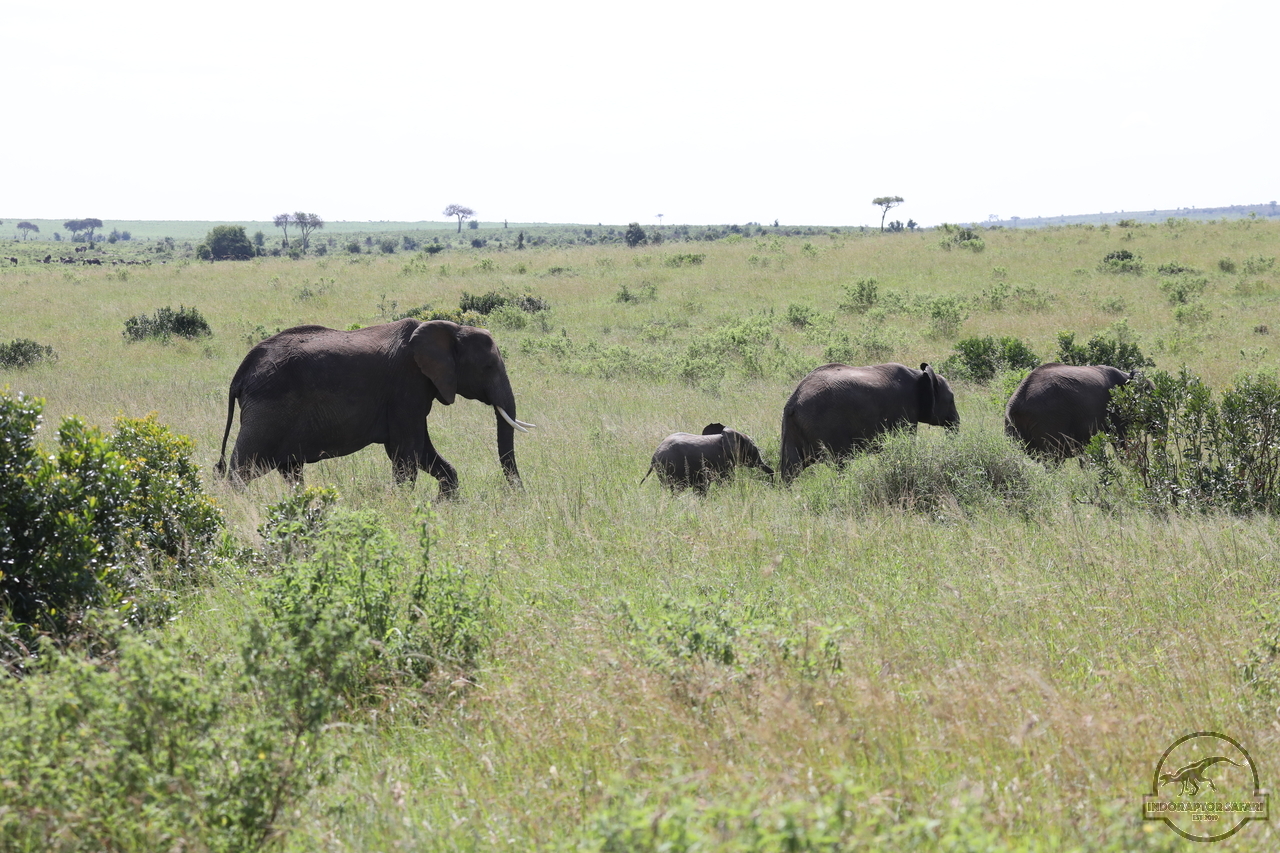 [580] 2019_07_02_15_21_45_Africa_Canon_EOS_5D_Mark_IV_IMG_0012264_00215.jpg