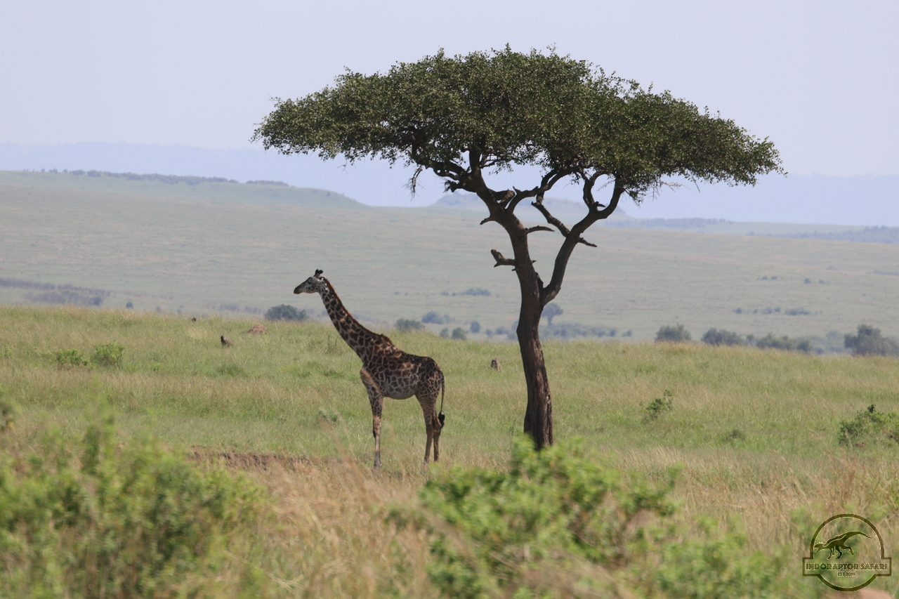[613] 2019_07_01_10_33_52_Africa_Canon_EOS_77D_IMG_2603_00018.jpg