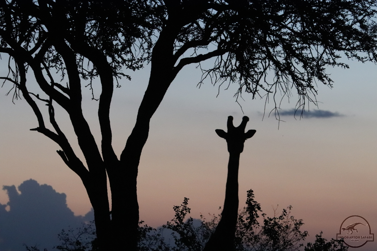 [617] 2019_07_03_18_02_10_Africa_Canon_EOS_77D_IMG_3932_00019.jpg
