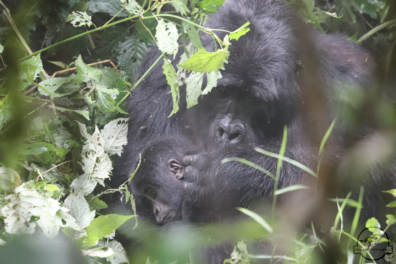 [638] 2019_06_26_09_30_18_Africa_Canon_EOS_77D_IMG_1374_00261.jpg