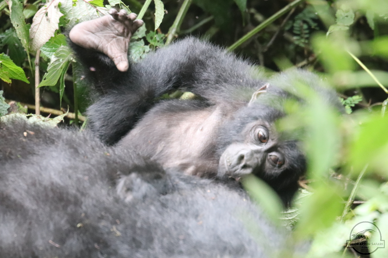 [641] 2019_06_26_10_31_35_Africa_Canon_EOS_77D_IMG_1486_00020.jpg