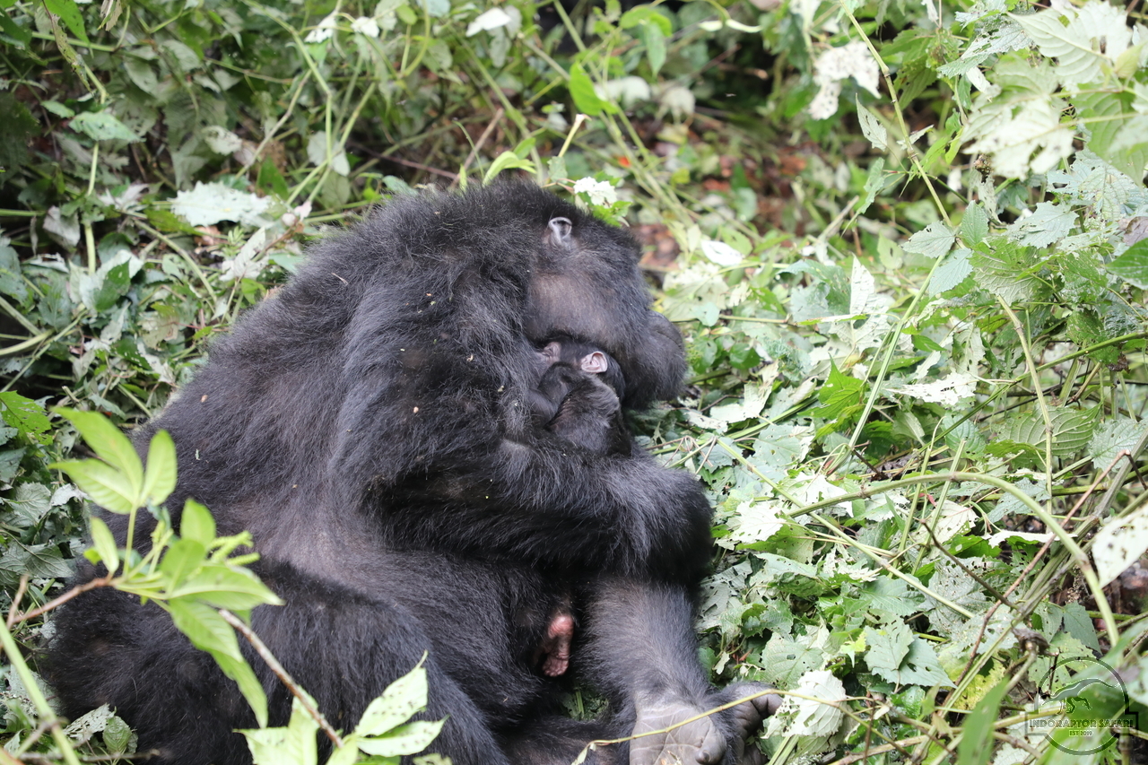 [652] 2019_06_26_15_27_28_Africa_Canon_EOS_5D_Mark_IV_IMG_0007439_00248.jpg