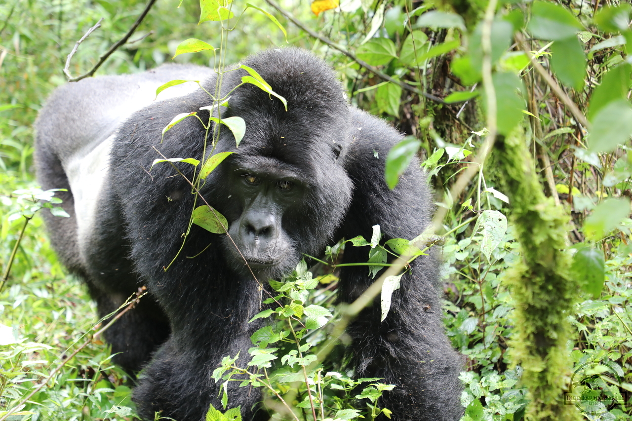 [667] 2019_06_27_14_46_28_Africa_Canon_EOS_5D_Mark_IV_IMG_0007753_00007.jpg