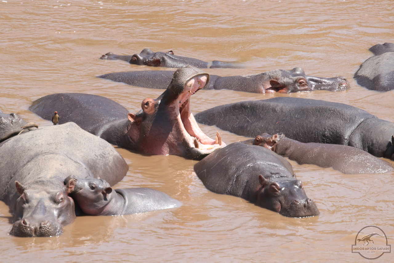 [682] 2019_07_01_11_36_39_Africa_Canon_EOS_77D_IMG_2663_00276.jpg