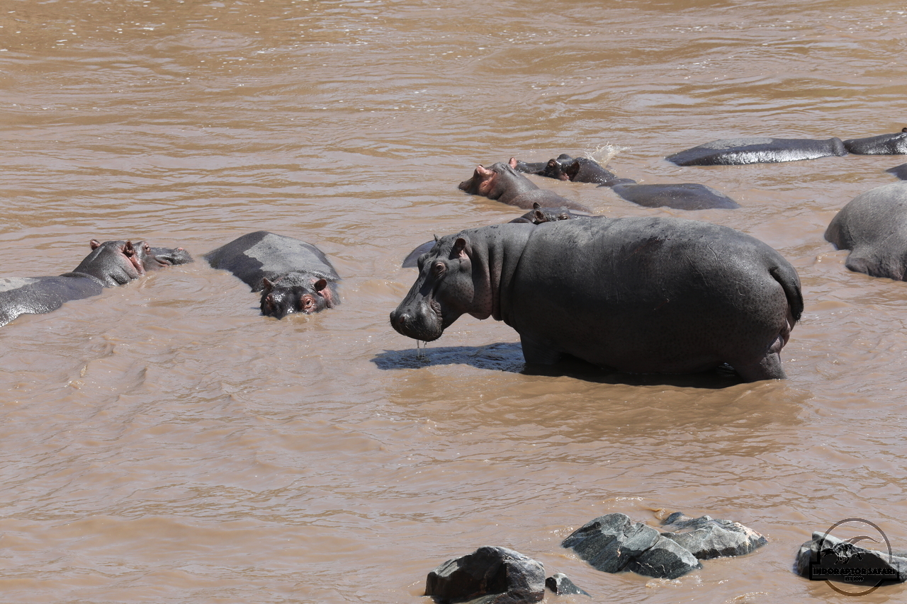 [686] 2019_07_01_16_24_03_Africa_Canon_EOS_5D_Mark_IV_IMG_0011383_00272.jpg