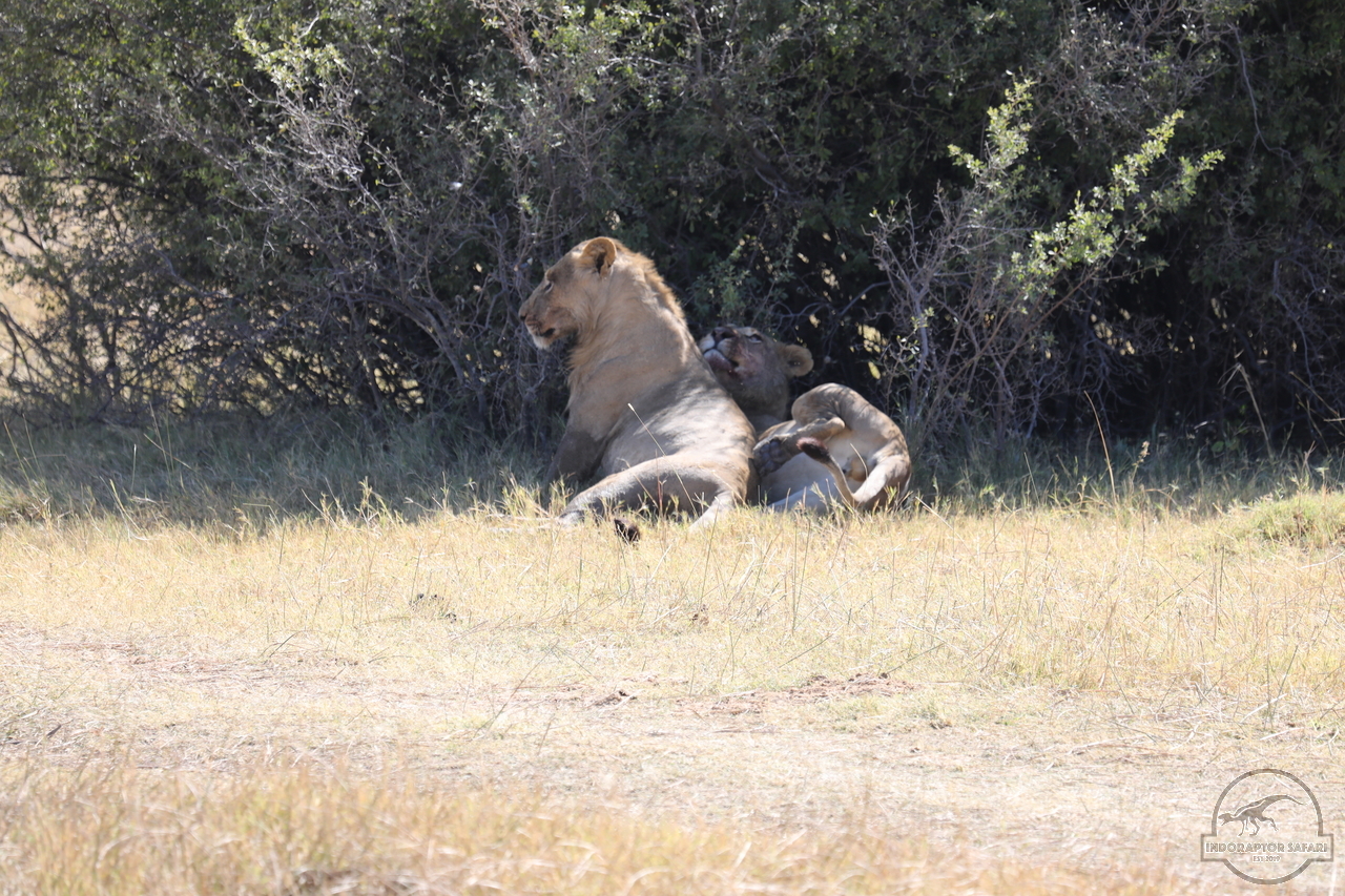 [1082] 2019_06_20_16_09_00_Africa_Canon_EOS_5D_Mark_IV_IMG_0001337_00473.jpg