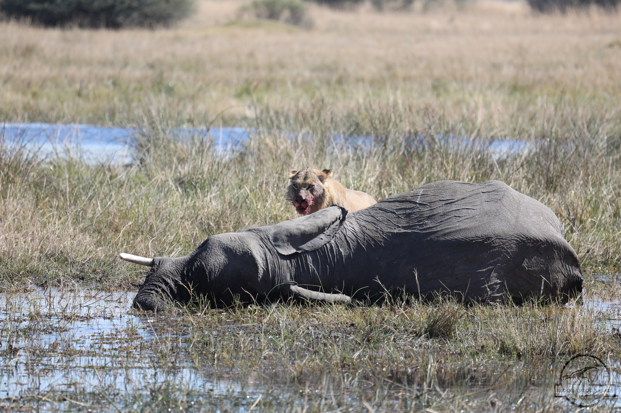 [1088] 2019_06_20_16_16_10_Africa_Canon_EOS_5D_Mark_IV_IMG_0001414_00476.jpg