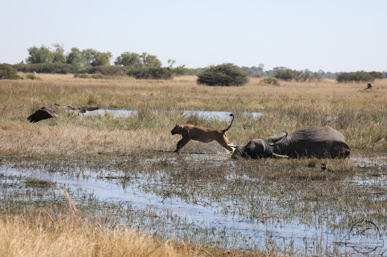 [1090] 2019_06_20_16_18_38_Africa_Canon_EOS_5D_Mark_IV_IMG_0001460_00477.jpg