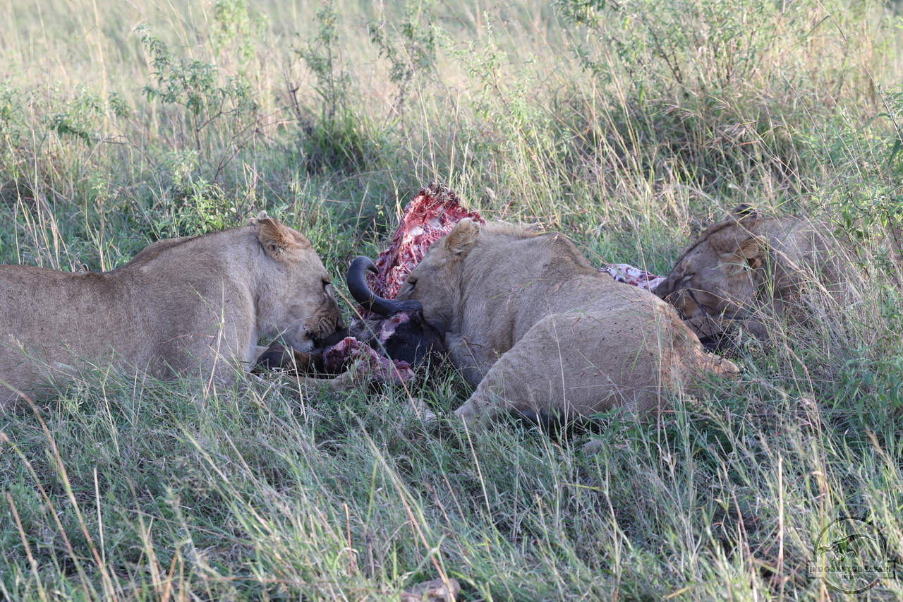 [1118] 2019_07_01_11_21_47_Africa_Canon_EOS_5D_Mark_IV_IMG_0010099_00489.jpg