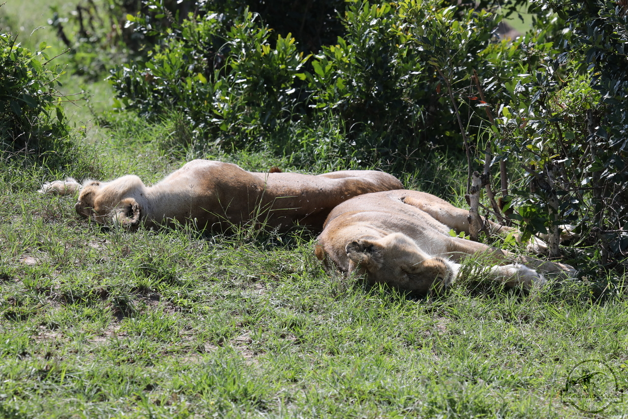 [1119] 2019_07_01_19_17_16_Africa_Canon_EOS_5D_Mark_IV_IMG_0011654_00023.jpg