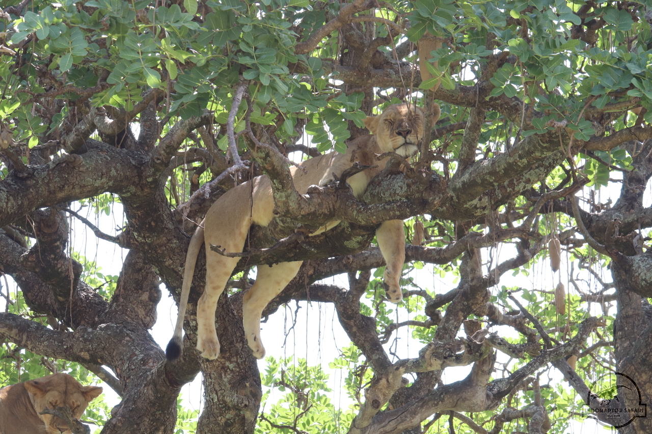 [1130] 2019_07_03_13_29_21_Africa_Canon_EOS_77D_IMG_3637_00501.jpg