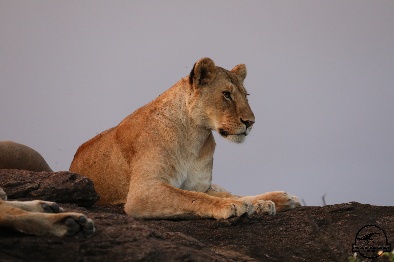 [1147] 2019_07_03_22_38_24_Africa_Canon_EOS_5D_Mark_IV_IMG_0014917_00027.jpg