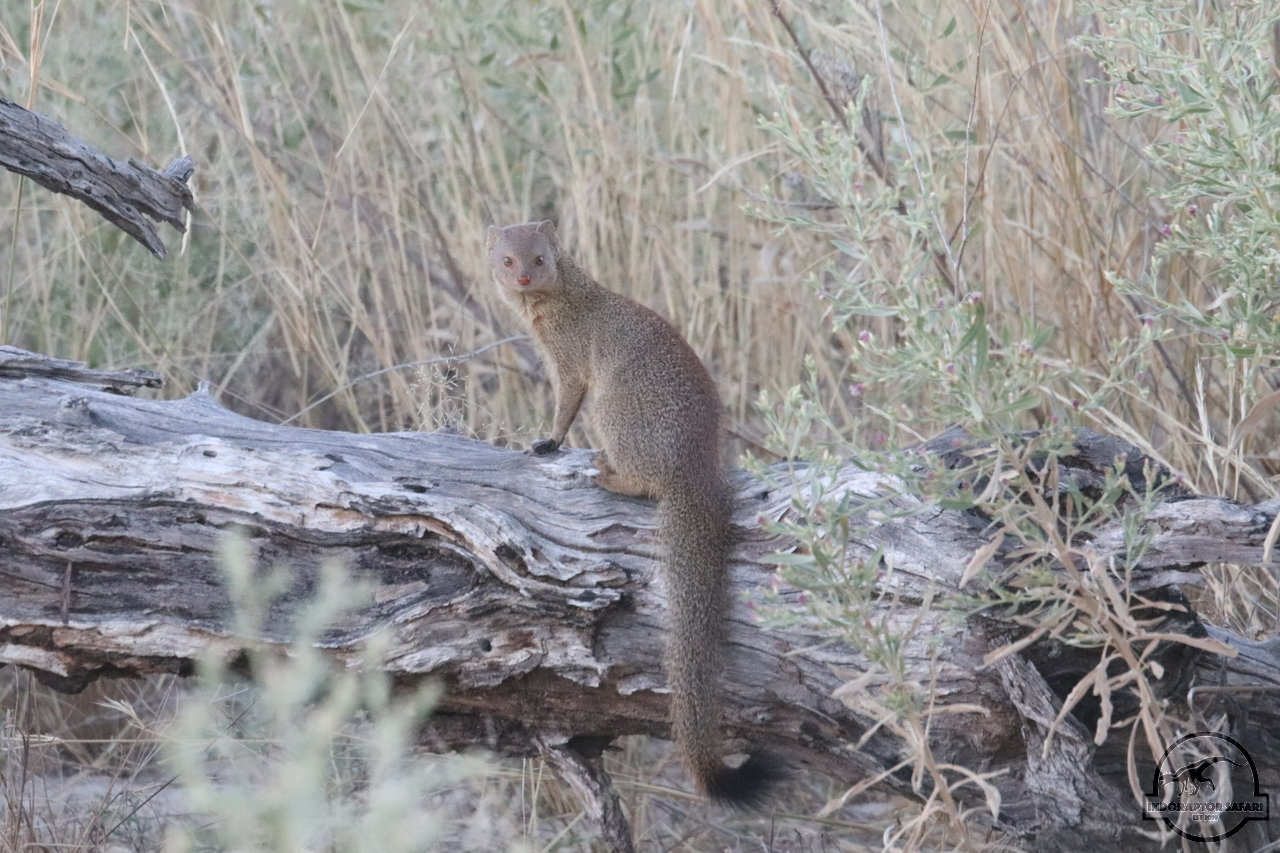 [1153] 2019_06_22_17_51_46_Africa_Canon_EOS_77D_IMG_1107_00002.jpg