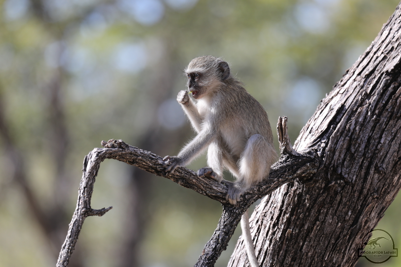 [1166] 2019_06_21_15_18_55_Africa_Canon_EOS_5D_Mark_IV_IMG_0003806_00515.jpg