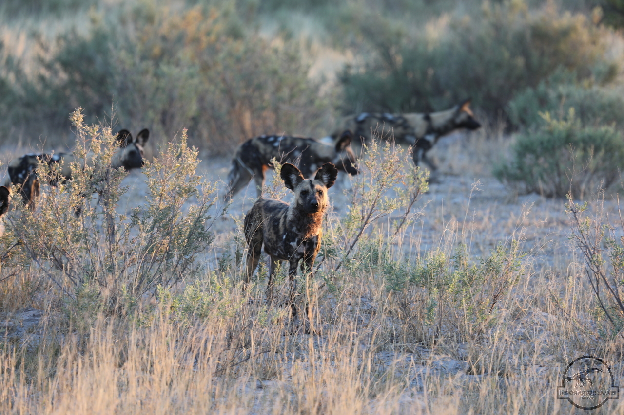 [1230] 2019_06_19_22_44_24_Africa_Canon_EOS_5D_Mark_IV_IMG_0000525_00545.jpg