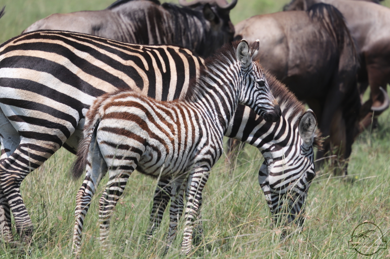 [1265] 2019_06_29_10_46_47_Africa_Canon_EOS_77D_IMG_1775_00007.jpg