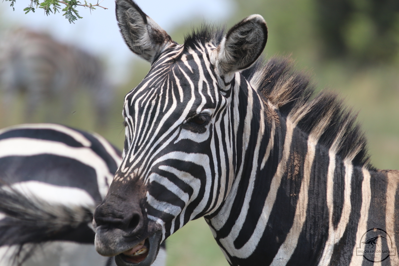 [1268] 2019_06_29_10_53_57_Africa_Canon_EOS_77D_IMG_1779_00568.jpg