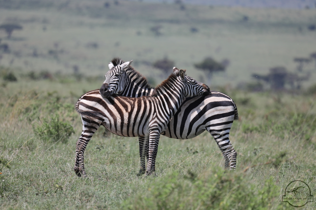 [1269] 2019_06_29_15_27_56_Africa_Canon_EOS_5D_Mark_IV_IMG_0004792_00004.jpg